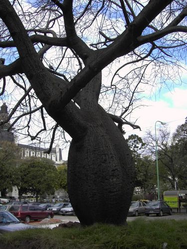 Wohl zuviel gegessen der Baum :-)
